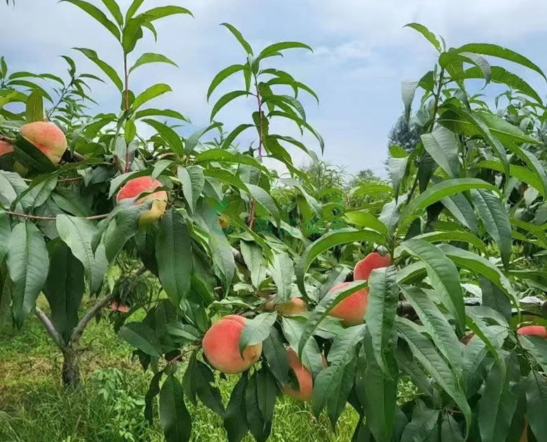 水蜜桃、油桃