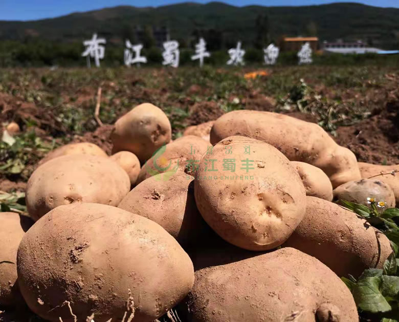 馬鈴薯、烏洋芋良種