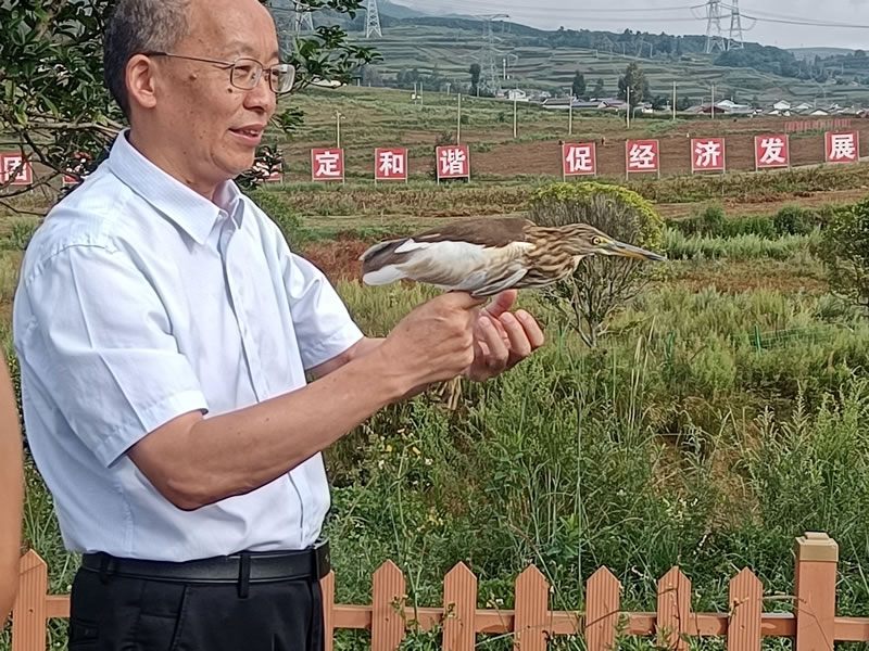 國家一級保護(hù)動物池鷺放飛現(xiàn)場